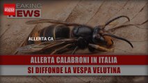 Allerta Calabroni In Italia: Si Diffonde La Vespa Velutina, Attenzione Ai Nidi!