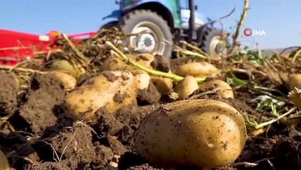 La récolte des pommes de terre a commencé à Sivas, record attendu