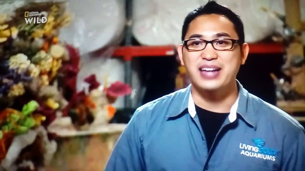 les rois des aquariums : A la recherche du poisson