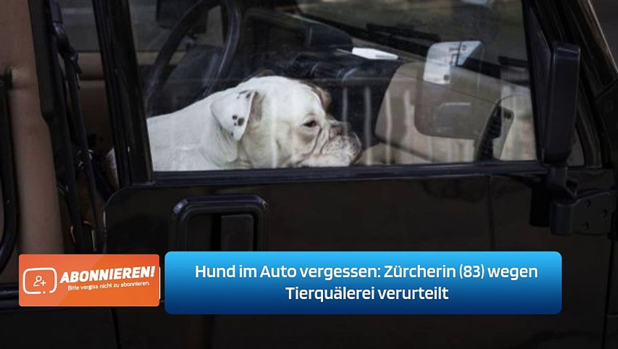 Hund im Auto vergessen: Zürcherin (83) wegen Tierquälerei verurteilt