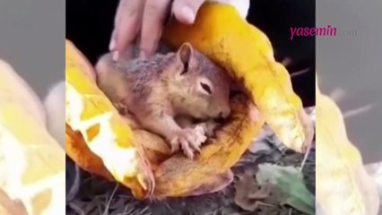 Halsiz düşen sincaba yardım ettiler! O anlar mest etti