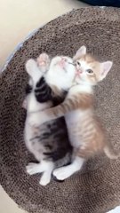 Paws and Chuckles: Cat Comedy Compilation