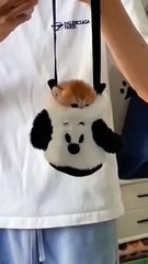 Meow-sical Mayhem: Cats with a Sense of Humor