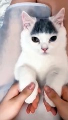 The Great Catsby: A Tale of Whisker-Inducing Laughter