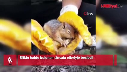 Bitkin halde bulunan sincabı elleriyle besledi