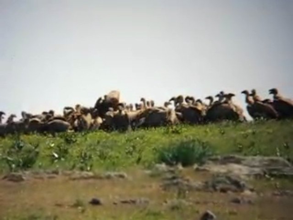 Gänsegeier