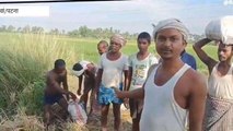 पटना: मेहनत कर किसानों ने बचाई धान की फसल, बोरी में मिट्टी डालकर पानी रोकने की कोशिश