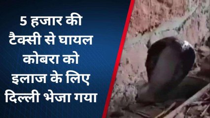 गंभीर हालत में जहरीला कोबरा सांप दिल्ली रेफर, जानिए क्यों