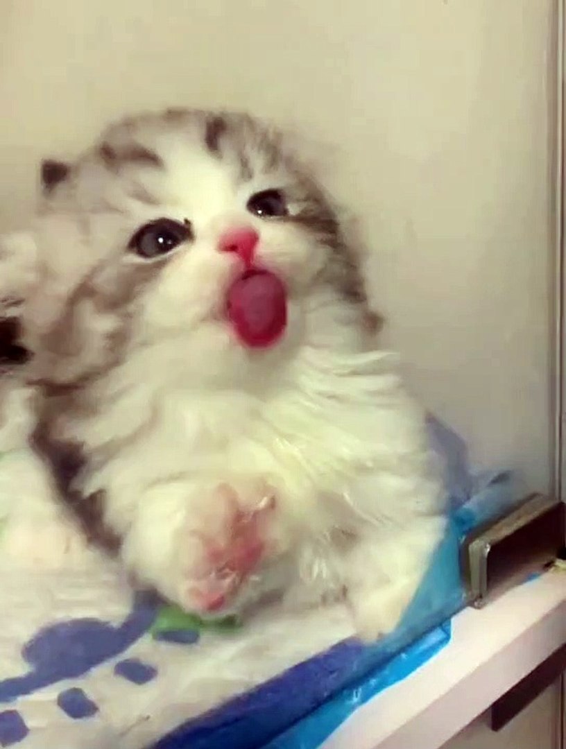 ⁣Cat Funny Moments | Animals Funny Moments | Beautiful Pets | Cute Pets | Animals Satisfying Videos #