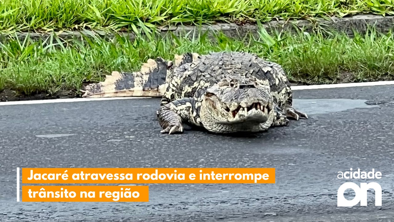 Jacaré atravessa rodovia e interrompe  trânsito na região