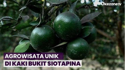 Sensasi Mencicipi Segarnya Jeruk Siam Hasil Panen Sendiri dari Kaki Bukit Siotapina