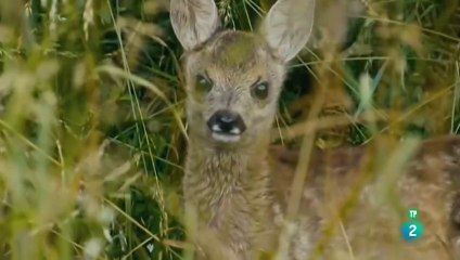 El bosque de las fantasías