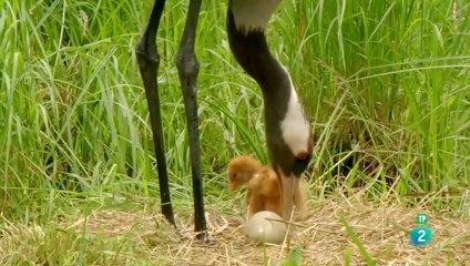 Grandes Documentales - La Fascinante Vida en la Turbera