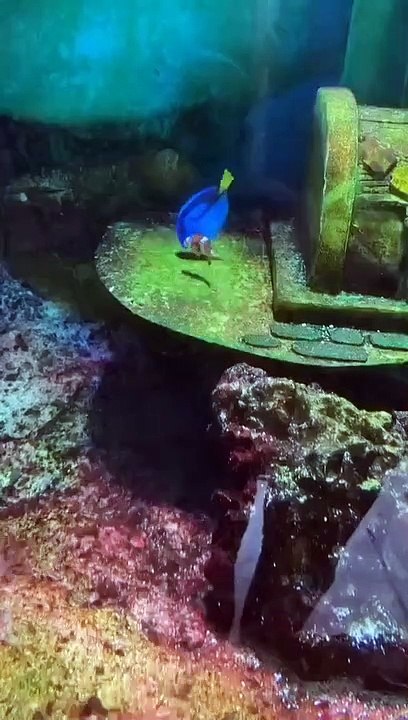 Animal Shorts #20