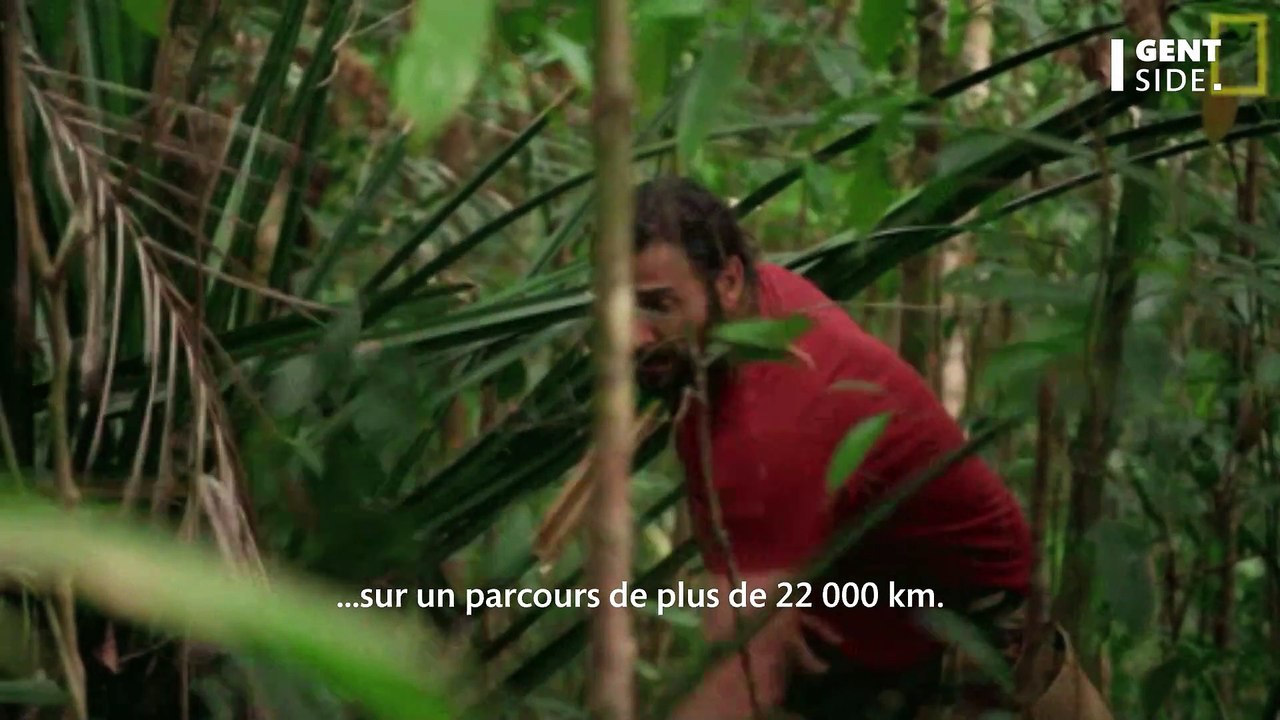 L'abeille Wallace