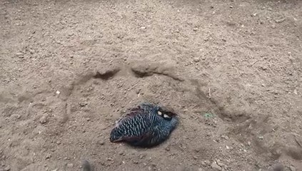 BURUNG PUYUH GONGGONG JAWA MANDI PASIR