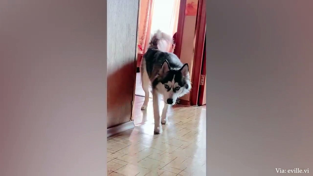 animal funny video 104