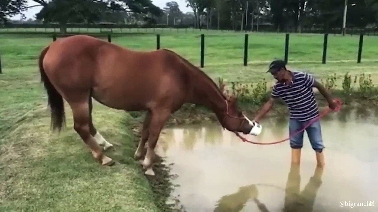 animal funny video 103