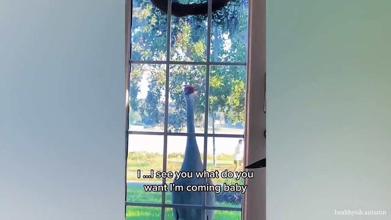 animal funny video 107