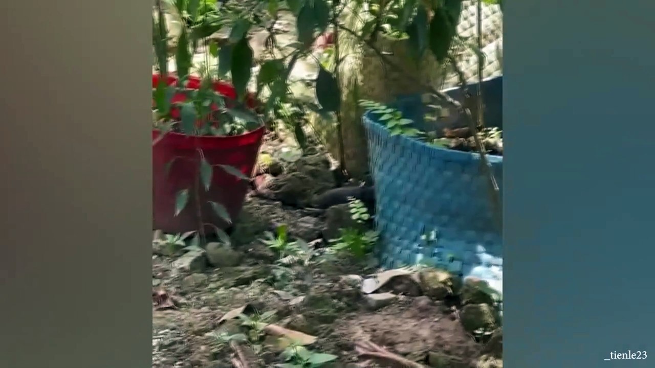 animal funny video 106