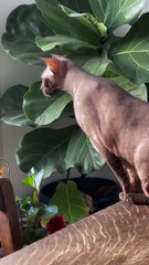 Elegance Isn’t Cabbage’s Forte