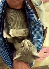 When Your Kitten Doesn't Understand Boundaries