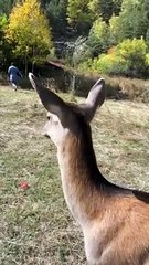 Deer Nearly Gores Man