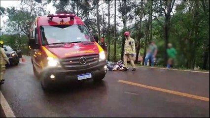Veículo com placas de Francisco Beltrão bate contra árvore na PR-180