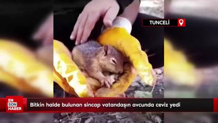 Bitkin halde bulunan sincap vatandaşın avcunda ceviz yedi