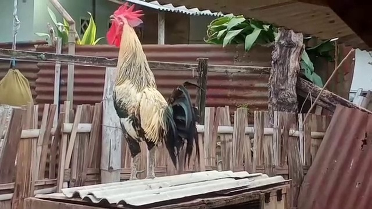 Kokokan Ayam pelung