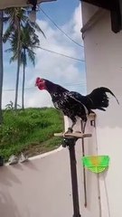 VIRAL ❗❗ Ayam ketawa dengan kokokan terpanjang di indonesia