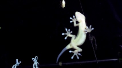 Gekko vs Stink Bug at the Old Japanese Farm House