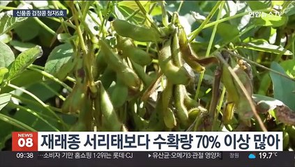 신품종 검정콩 '청자5호'…소출 많고 가공성 뛰어나