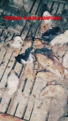 Ternak ayam kampung