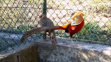 Amazing Birds Free Footage