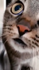 Whisker Wars: Cats Compete in Comical Challenges