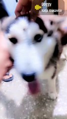 Siberian Husky