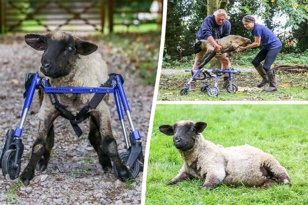 Disabled lamb gets off-road wheelchair