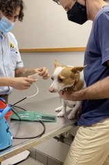 Dramatic dog costs hundreds in vet bills over a paper cut andmosquito bite