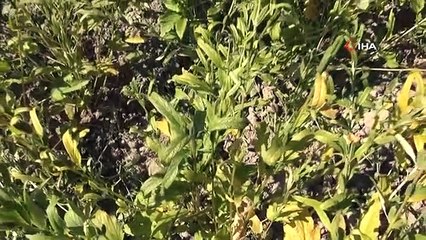 Muğla'nın Ula ilçesinde sarı susam hasadı devam ediyor