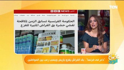 بعد انتشارها في فرنسا.. كل ما تريد معرفته عن حشرة البق وكيفية التعامل معها والقضاء عليها