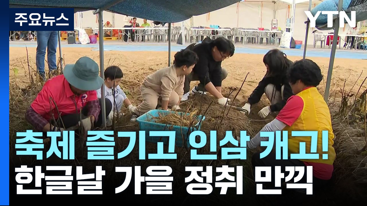 한글날 연휴 가을 정취 만끽...축제 즐기고 인삼 캐고! / YTN