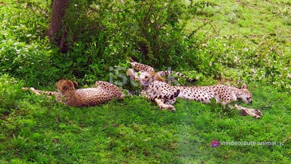 Cheetahs in Action: The Fastest Land Animals