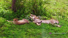 Cheetahs in Action: The Fastest Land Animals