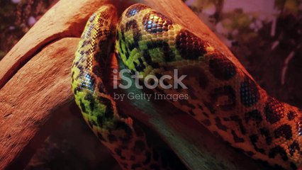Reptile Rumble: Snake and Lizard Encounters