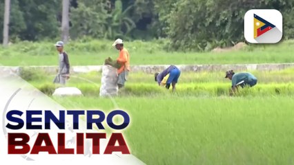 Download Video: DA, pinawi ang pangamba hinggil sa posibleng epekto sa sektor ng agrikultura ng gulo sa pagitan ng Israel at Hamas