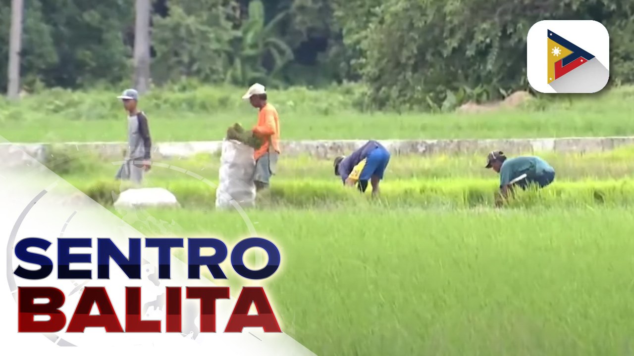 DA, pinawi ang pangamba hinggil sa posibleng epekto sa sektor ng agrikultura ng gulo sa pagitan ng Israel at Hamas