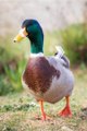 Beautifull duck pics video / A.s channel