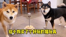Cute Shiba Inu, toys for cats to play with, will my dog ​​play with them?