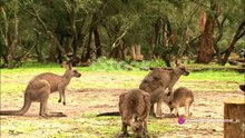 Kangaroo Country: Australia's Iconic Hoppers